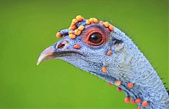 Ocellated Turkey